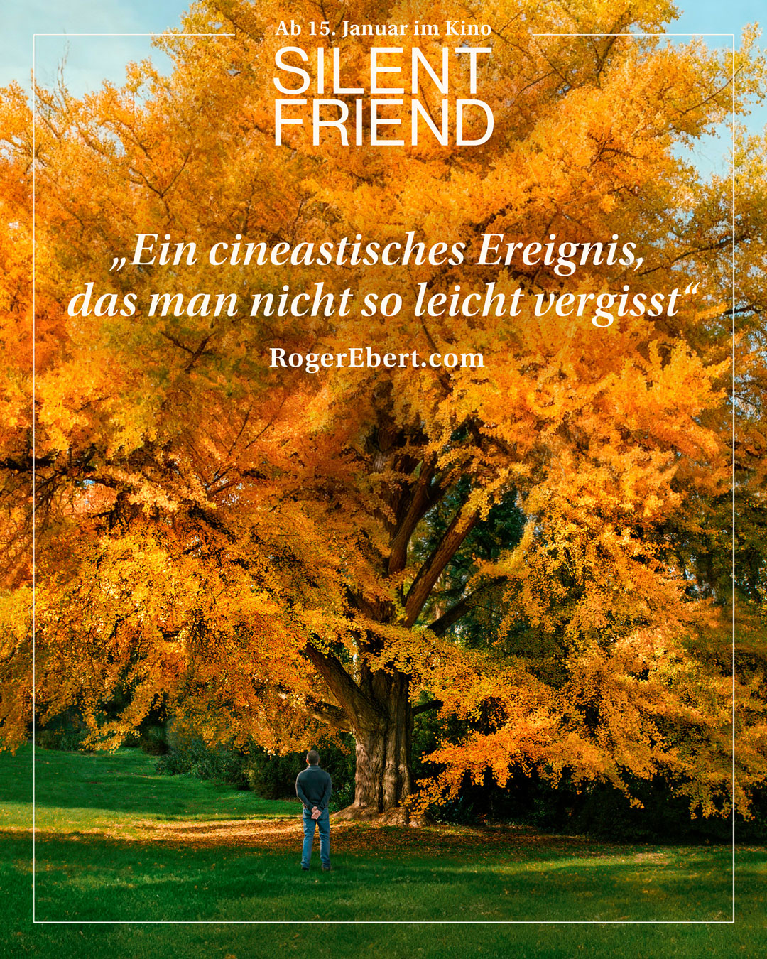 銀杏樹與電影質感