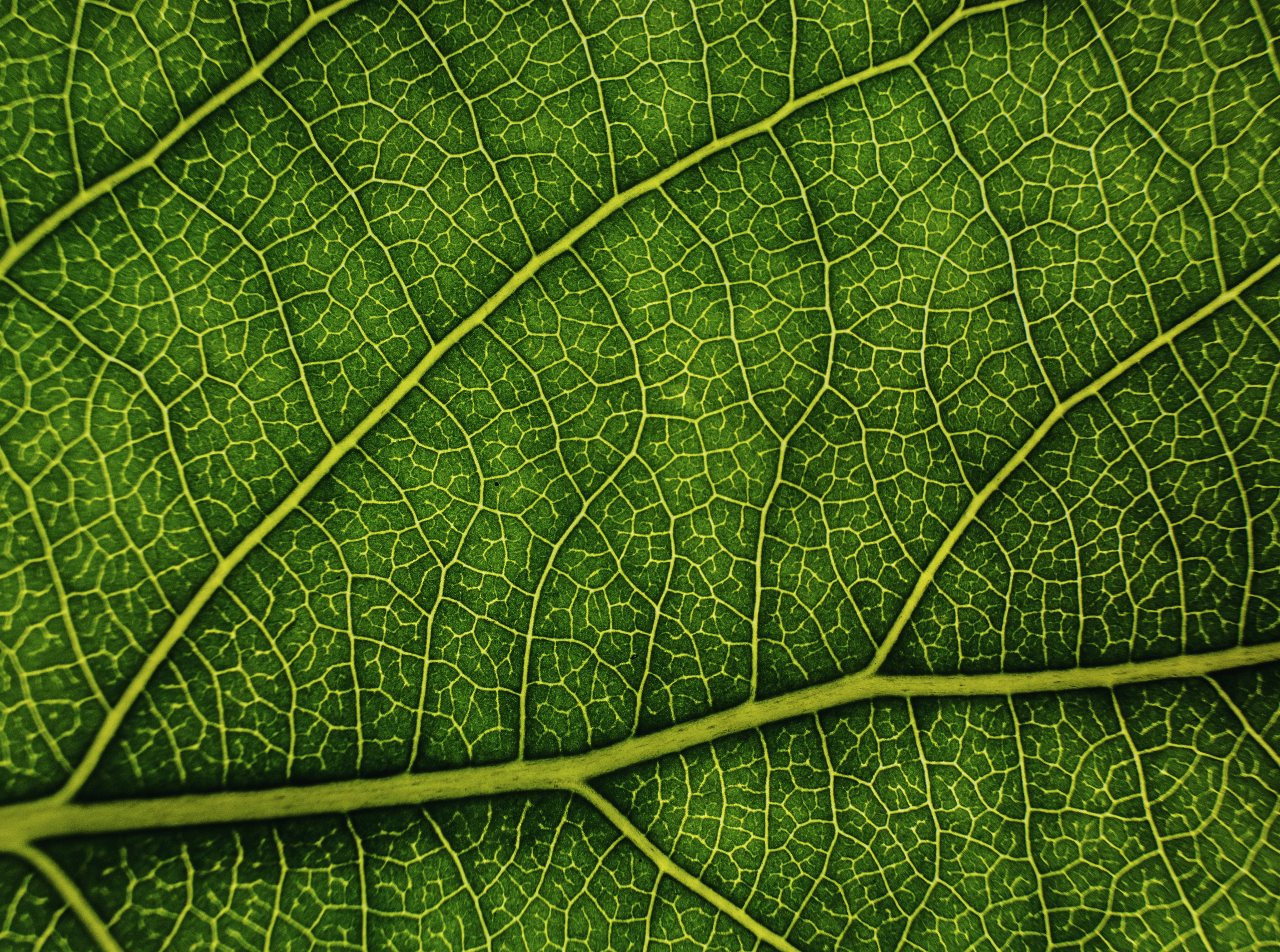 葉脈特寫：植物內在的網絡結構