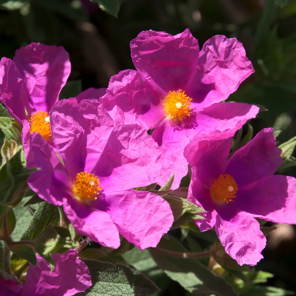 克里特島專屬品種
