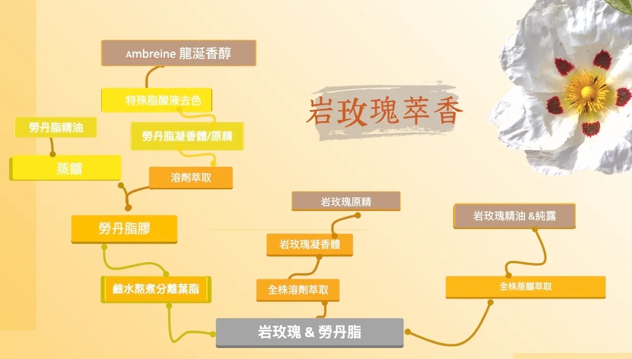 岩玫瑰萃取一覽表