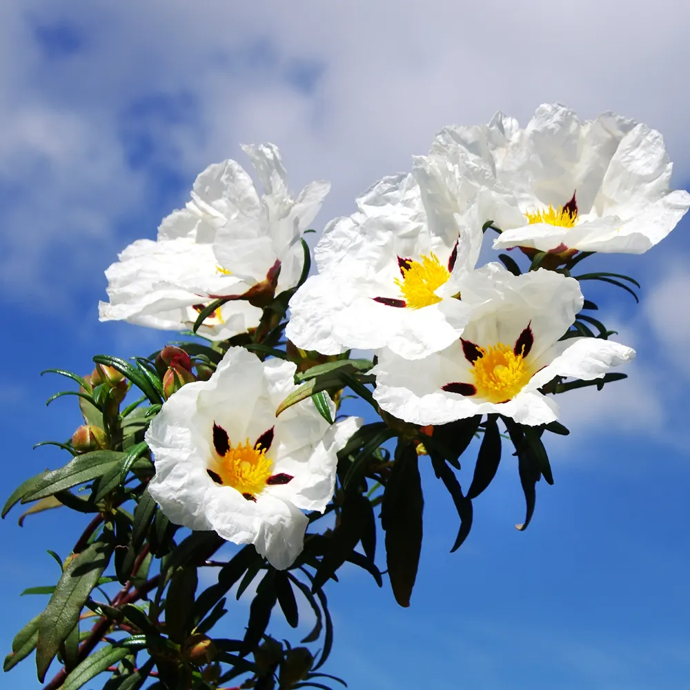 安達盧西亞岩玫瑰