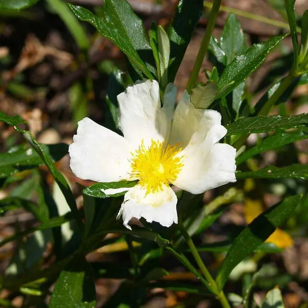 Cistus clusii Dunai