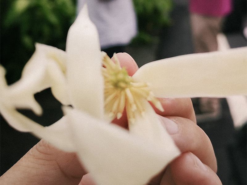 法蘭貢醫師在白玉蘭田