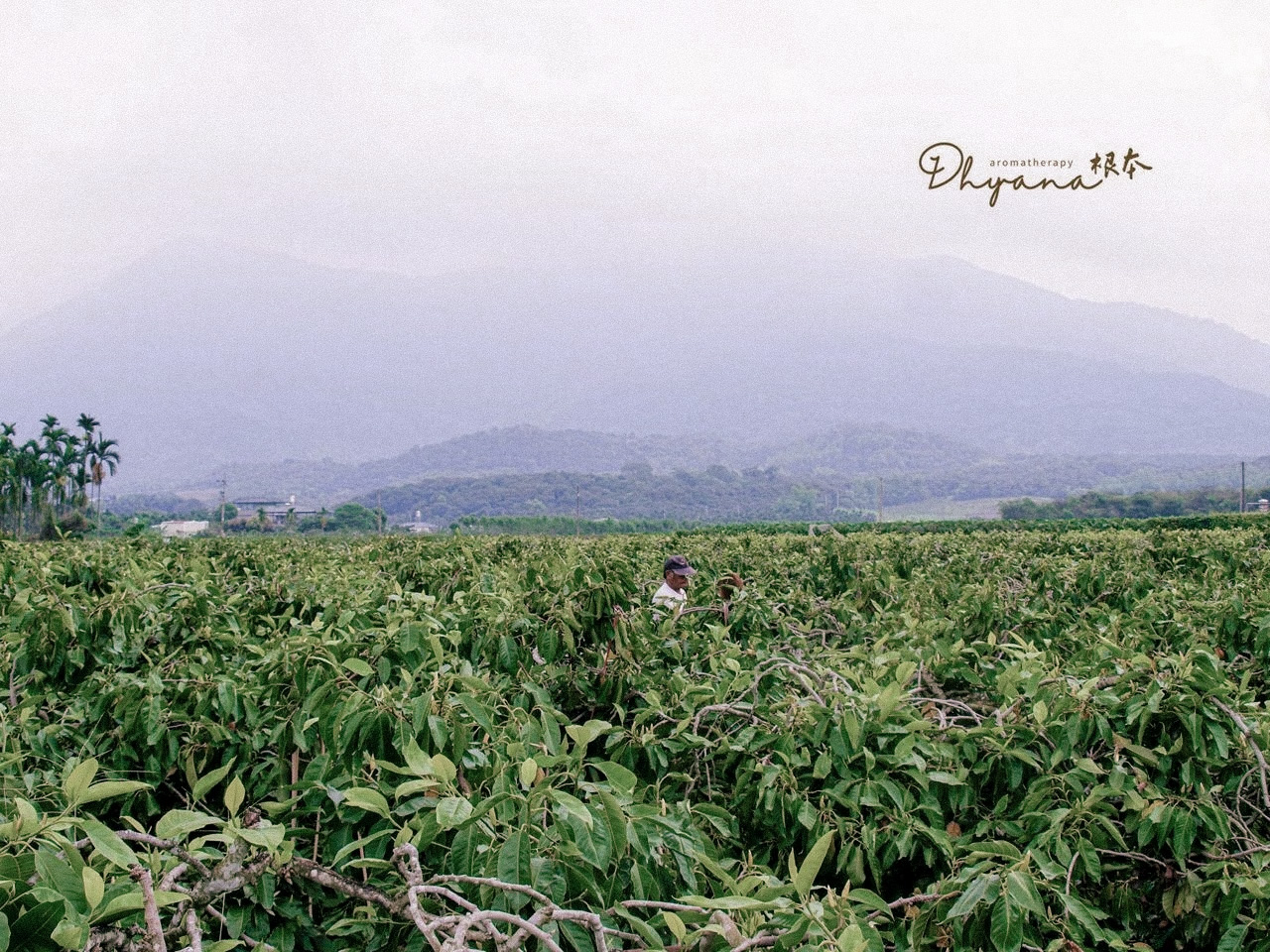 玉蘭花農潘北北